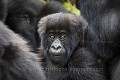 Young Mountain Gorilla (Gorilla gorilla beringei). Hirwa Group. This is Gakuru, one of 2 twins infants  from female Kabatwa.
Slope of the  Sabyinyo Volcano. 
Volcanoes Nat. Park. Rwanda. March 2012.
Elevation 2610 m


Jeune Gorille de Montagne  (Gorilla gorilla beringei). Groupe Hirwa. Ce jeune gorille est nommé Gakuru, un des deux jumeaux mis au monde par leur mère Kabatwa.  Volcan Sabyinyo . Volcanoes Nat. Park. Rwanda. Mars 2012
Altitude : 2610 m 
 Africa 
 Afrique 
 Gakuru 
 Gorilla 
 Gorilla gorilla beringei 
 Great Apes 
 Hirwa 
 Mountain gorilla 
 National 
 Park 
 Primate 
 Rwanda 
 Volcanoes 
 Volcans 
 gorille 
 grand singe 
 infant 
 jumeaux 
 jungle 
 mammal 
 mammifère 
 montagne 
 mountain 
 regard 
 singe 
 twins 
 Indonésie, 
 Nusa Tenggara Oriental,  