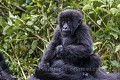 Young Mountain Gorilla (Gorilla gorilla beringei) playing. Volcanoes National Park. Rwanda.
Hirwa Group. 
Elevation : 2630 m

Jeune gorille de montagne (Gorilla gorilla beringei) en train de jouer. Parc National des Volcans. Groupe Hirwa. 
Rwanda. Altitude : 2630 m 
 Africa 
 Afrique 
 Apes 
 Gorilla 
 Gorilla gorilla beringei 
 Great Apes 
 Hirwa 
 Mountain gorilla 
 Primate 
 Rwanda 
 Volcanoes 
 Volcans 
 forest 
 forêt 
 gorille 
 grand singe 
 jeu 
 jeune 
 jeux 
 jungle 
 mammal 
 mammifère 
 montagne 
 mountain 
 playing 
 singe 
 young 
 Rwanda, 
 Nord,  