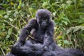 Young Mountain Gorilla (Gorilla gorilla beringei) playing. Volcanoes National Park. Rwanda.
Hirwa Group. 
Elevation : 2630 m

Jeune gorille de montagne (Gorilla gorilla beringei) en train de jouer. Parc National des Volcans. Groupe Hirwa. 
Rwanda. Altitude : 2630 m 
 Africa 
 Afrique 
 Apes 
 Gorilla 
 Gorilla gorilla beringei 
 Great Apes 
 Hirwa 
 Mountain gorilla 
 Primate 
 Rwanda 
 Volcanoes 
 Volcans 
 forest 
 forêt 
 gorille 
 grand singe 
 jeu 
 jeune 
 jeux 
 jungle 
 mammal 
 mammifère 
 montagne 
 mountain 
 playing 
 singe 
 young 
 Rwanda, 
 Nord,  