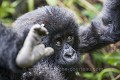 Young Mountain Gorilla (Gorilla gorilla beringei) playing. Volcanoes National Park. Rwanda.
Hirwa Group. 
Elevation : 2630 m

Jeune gorille de montagne (Gorilla gorilla beringei) en train de jouer. Parc National des Volcans. Groupe Hirwa. 
Rwanda. Altitude : 2630 m 
 Africa 
 Afrique 
 Apes 
 Gorilla 
 Gorilla gorilla beringei 
 Great Apes 
 Hirwa 
 Mountain gorilla 
 Primate 
 Rwanda 
 Volcanoes 
 Volcans 
 forest 
 forêt 
 gorille 
 grand singe 
 jeu 
 jeune 
 jeux 
 jungle 
 mammal 
 mammifère 
 montagne 
 mountain 
 playing 
 singe 
 young 
 Rwanda, 
 Nord,  