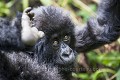 Young Mountain Gorilla (Gorilla gorilla beringei) playing. Volcanoes National Park. Rwanda.
Hirwa Group. 
Elevation : 2630 m

Jeune gorille de montagne (Gorilla gorilla beringei) en train de jouer. Parc National des Volcans. Groupe Hirwa. 
Rwanda. Altitude : 2630 m 
 Africa 
 Afrique 
 Apes 
 Gorilla 
 Gorilla gorilla beringei 
 Great Apes 
 Hirwa 
 Mountain gorilla 
 Primate 
 Rwanda 
 Volcanoes 
 Volcans 
 forest 
 forêt 
 gorille 
 grand singe 
 jeu 
 jeune 
 jeux 
 jungle 
 mammal 
 mammifère 
 montagne 
 mountain 
 playing 
 singe 
 young 
 Rwanda, 
 Nord,  