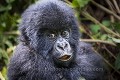  
 Gorilla 
 Great Apes 
 Hirwa 
 Primate 
 gorille 
 mammal 
 mammifère 
 singe 
 Rwanda, 
 Nord,  