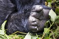 Close-up on a Mountain Gorilla Foot (Gorilla gorilla beringei). The gap between the toes is very visible.
Volcanoes Nat. Park, Rwanda.

Gros-plan sur le pied d'un gorille de montagne. (Gorilla gorilla beringei). L'écart béant entre le gros orteil et les autres est très visible. 
Parc Nat. des Volcans, Rwanda. 
 Africa 
 Afrique 
 Ape 
 Apes 
 Foot 
 Gorilla 
 Gorilla gorilla beringei 
 Great Apes 
 Hirwa 
 Mountain gorilla 
 National 
 Park 
 Primate 
 Rwanda 
 Volcanoes 
 Volcans 
 evolution 
 forest 
 forêt 
 gorille 
 grand singe 
 jungle 
 mammal 
 mammifère 
 marche 
 montagne 
 morphologie 
 mountain 
 orteils 
 pied 
 singe 
 toes 
 walk 
 évolution 
 Rwanda, 
 Nord,  