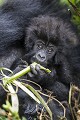 Young Mountain Gorilla (Gorilla gorilla beringei) eating. Volcanoes National Park. Rwanda.
Hirwa Group. 
Elevation : 2630 m

Jeune gorille de montagne (Gorilla gorilla beringei) en train de manger. Parc National des Volcans. Groupe Hirwa. 
Rwanda. Altitude : 2630 m 
 Africa 
 Afrique 
 Ape 
 Apes 
 Gorilla 
 Gorilla gorilla beringei 
 Great Apes 
 Hirwa 
 Kuryama 
 Mountain gorilla 
 National 
 Park 
 Primate 
 Rwanda 
 Volcanoes 
 Volcans 
 forest 
 forêt 
 gorille 
 grand singe 
 jungle 
 mammal 
 mammifère 
 montagne 
 mountain 
 singe  