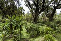 Vegetation in the forest of the Volcanoes National Park in Rwanda. Habitat of the Mountain Gorillas (Gorilla gorilla beringei). Elevation : 2950 meters above sea level. 

Végétation dans la forêt du Parc National des Volcans, au Rwanda, habitat des Gorilles de montagne (Gorilla gorilla beringei). Rwanda. 2950 m d'altitude. 
 Africa 
 Afrique 
 Bwenge 
 Gorilla 
 Gorilla gorilla beringei 
 Great Apes 
 Karisoke 
 Mountain gorilla 
 National 
 Park 
 Rwanda 
 Volcanoes 
 Volcans 
 beringei 
 gorille 
 grand singe 
 jungle 
 montagne 
 mountain 
 République démocratique du Congo, 
 Nord-Kivu,  