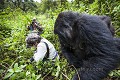 Female Mountain Gorilla approaching visitors very close. (Gorilla gorilla graueri). Bwenge Group. Slope of the Karisoke Volcano. 
Volcanoes Nat. Park. Rwanda.
Elevation 2930 meters
GPS :  1.481222° S  / 29.505300° E 

Gorille de Montagne, femelle en train d'approcher des visiteurs de très près. (Gorilla gorilla graueri). Groupe Bwenge, sur le volcan Karisoke . Volcanoes Nat. Park. Rwanda.
Altitude : 2930 meters
GPS :  1.481222° S  / 29.505300° E 
 Bwenge 
 Gorilla 
 Gorilla gorilla beringei 
 Great Apes 
 Karisoke 
 Mountain gorilla 
 National 
 Park 
 Primate 
 Volcanoes 
 Volcans 
 gorille 
 jungle 
 montagne 
 mountain 
 République démocratique du Congo, 
 Nord-Kivu,  