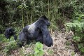 Silver Back Mountain Gorilla in the Bamboo Forest. Hirwa Group. Munyinya is the leader. (Gorilla gorilla beringei). Sabyinyo volcano. Volcano National Park. Rwanda. 

Mâle Dos argenté Gorille de montagne. Groupe Hirwa, Munyinya en est le leader.  (Gorilla gorilla beringei). Pentes du volcan Sabyinyo . Parc National des Volcans. Rwanda. 
 Africa 
 Afrique 
 Gorilla 
 Hirwa 
 Rwanda 
 Rwanda, 
 Nord,  