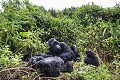 Mountain Gorilla family resting (Gorilla gorilla beringei). Volcanoes National Park. Rwanda. March 2012. Hirwa Group.
Elevation : 2610 m

Gorille de montagne. Famille en train de se reposer dans la végétation. Groupe Hirwa. 
Parc National des Volcans. 
Rwanda.
Altitude 2610 m 
 Gorilla 
 Great Apes 
 Hirwa 
 Primate 
 gorille 
 mammal 
 mammifère 
 singe 
 Rwanda, 
 Nord,  