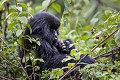 Jeune Gorille de Montagne en train de manger des baies. (Gorilla gorilla graueri). Groupe Bwenge, sur le volcan Karisoke . Volcanoes Nat. Park. Rwanda.
Altitude : 2930 meters
GPS :  1.481222° S  / 29.505300° E Africa 
 Afrique 
 Bwenge 
 Gorilla 
 Gorilla gorilla beringei 
 Great Apes 
 Karisoke 
 Mountain gorilla 
 National 
 Park 
 Primate 
 Rwanda 
 Volcanoes 
 Volcans 
 beringei 
 gorille 
 grand singe 
 jungle 
 montagne 
 mountain 