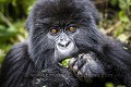 Jeune Gorille de Montagne. (Gorilla gorilla graueri). Groupe Bwenge, sur le volcan Karisoke . Volcanoes Nat. Park. Rwanda.
Altitude : 2930 meters
GPS :  1.481222° S  / 29.505300° E Bwenge 
 Gorilla 
 Gorilla gorilla beringei 
 Great Apes 
 Karisoke 
 Mountain gorilla 
 National 
 Park 
 Primate 
 Volcanoes 
 Volcans 
 gorille 
 jeune 
 jungle 
 montagne 
 mountain 
 young 