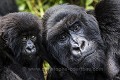 Gorille de montagne. Femelle tenant son bébé de 4 mois dans ses bras. Hirwa Group. 
Parc National des Volcans. 
Rwanda. Mars 2012. 
Altitude 2610 m Gorilla 
 Great Apes 
 Hirwa 
 Primate 
 gorille 
 mammal 
 mammifère 
 singe 
Gorilla gorilla
beringei
mother,
mère,
femelle,
jeune,
bébé,
baby,
 