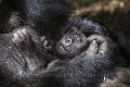 Gorille de montagne. Femelle tenant son bébé de 4 semaines dans ses bras. Hirwa Group. 
Parc National des Volcans. 
Rwanda. Mars 2012. 
Altitude 2610 m Africa 
 Afrique 
 Gorilla 
 Gorilla gorilla beringei 
 Great Apes 
 Hirwa 
 Mountain gorilla 
 National 
 Park 
 Primate 
 Rwanda 
 Volcanoes 
 Volcans 
 bamboo 
 bambou 
 bébé 
 female 
 femelle 
 forest 
 forêt 
 gorille 
 grand singe 
 group 
 groupe 
 infant 
 jeune 
 jungle 
 mammal 
 mammifère 
 montagne 
 mountain 
 singe 
 young 