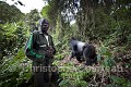 Dos argenté passant tout près d'un pisteur du Parc National des Volcans. Les pisteurs passent toutes leurs journées à suivre et surveiller les familles de gorilles. Groupe  Kuryama, groupe de recherche non ouvert aux visites. (Gorilla gorilla beringei). Rwanda. Great Apes 
 Kuryama 
 Primate 
 gorille 
 mammal 
 mammifère 
 singe ,
Gorilla,
beringei,
tracker,
pisteur,
 