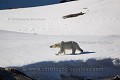 Femelle ours polaire (Ursus maritimus) dans un fjord. Nord du Spitzberg, Svalbard, Norvège. Mois de juin.

Polar Bear, Female, (Ursus maritimus) , Northern Spitzbergen, Svabard. Norway. Polar Bear,
 Carnivora 
 Carnivores 
 Mammalia 
 Mammals 
 Mammifères 
 Norvège 
 Norway 
 Ours 
 Raudfjord 
 Raudfjorden 
 Spitzberg 
 Spring 
 Svalbard 
 Ursidae 
 Ursidés 
 Ursus arctos 
 Ursus maritimus 
 débacle 
 neige 
 ours blanc 
 ours polaire 
 polar bear 
 printemp 
 snow,
neige
 