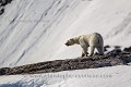 Femelle ours polaire (Ursus maritimus) dans un fjord. Nord du Spitzberg, Svalbard, Norvège. Mois de juin.

 Carnivora 
 Carnivores 
 Mammalia 
 Mammals 
 Mammifères 
 Norvège 
 Norway 
 Ours 
 Ours brun 
 Raudfjord 
 Raudfjorden 
 Spitzberg 
 Spring 
 Svalbard 
 Ursidae 
 Ursidés 
 Ursus maritimus 
 débacle 
 neige 
 ours blanc 
 ours polaire 
 polar bear 
 printemp 
 snow 