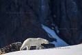 Femelle ours polaire (Ursus maritimus) dans un fjord. Nord du Spitzberg, Svalbard, Norvège. Mois de juin.

 
 Carnivora 
 Carnivores 
 Mammalia 
 Mammals 
 Mammifères 
 Norvège 
 Norway 
 Ours 
 Raudfjord 
 Raudfjorden 
 Spitzberg 
 Spring 
 Svalbard 
 Ursidae 
 Ursidés 
 Ursus maritimus 
 débacle 
 neige 
 ours blanc 
 ours polaire 
 polar bear 
 printemp 
 snow 