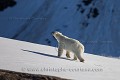 Femelle ours polaire (Ursus maritimus) dans un fjord. Nord du Spitzberg, Svalbard, Norvège. Mois de juin.

 
 Carnivora 
 Carnivores 
 Mammalia 
 Mammals 
 Mammifères 
 Norvège 
 Norway 
 Ours 
 Raudfjord 
 Raudfjorden 
 Spitzberg 
 Spring 
 Svalbard 
 Ursidae 
 Ursidés 
 Ursus maritimus 
 débacle 
 neige 
 ours blanc 
 ours polaire 
 polar bear 
 printemp 
 snow 