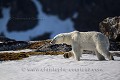 Femelle ours polaire (Ursus maritimus) dans un fjord. Nord du Spitzberg, Svalbard, Norvège. Mois de juin.
 Carnivora 
 Carnivores 
 Mammalia 
 Mammals 
 Mammifères 
 Norvège 
 Norway 
 Ours 
 Raudfjord 
 Raudfjorden 
 Spitzberg 
 Spring 
 Svalbard 
 Ursidae 
 Ursidés 
 Ursus maritimus 
 débacle 
 neige 
 ours blanc 
 ours polaire 
 polar bear 
 printemp 
 snow 