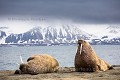 Morse (Odobenus rosmanus) Pinnipède. Plage de sable, Poolpynten, Prins Karls Forland. Spitzberg, Svalbard. Norvège. Mois de juin.

 Morse 
 Norvège 
 Norway 
 Odobenidae 
 Odobenus rosmanus 
 Pinnipède 
 Poolpynten 
 Prins Karls Forland 
 Spitzberg 
 Walrus 
 mammal 
 mammifère 