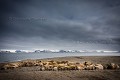 Colonie de Morses (Odobenus rosmanus). Plage de sable, Poolpynten, Prins Karls Forland. Spitzberg, Svalbard. Norvège. Mois de juin.
 Morse 
 Norvège 
 Norway 
 Odobenidae 
 Odobenus rosmanus 
 Pinnipède 
 Poolpynten 
 Prins Karls Forland 
 Spitzberg 
 Walrus 
 mammal 
 mammifère 