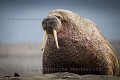 Morse (Odobenus rosmanus) Pinnipède. Plage de sable, Poolpynten, Prins Karls Forland. Spitzberg, Svalbard. Norvège. Mois de juin.

 Morse 
 Norvège 
 Norway 
 Odobenidae 
 Odobenus rosmanus 
 Pinnipède 
 Poolpynten 
 Prins Karls Forland 
 Spitzberg 
 Walrus 
 mammal 
 mammifère 