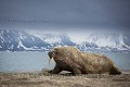 Morse (Odobenus rosmanus) Pinnipède. Plage de sable, Poolpynten, Prins Karls Forland. Spitzberg, Svalbard. Norvège. Mois de juin.

 Morse 
 Norvège 
 Norway 
 Odobenidae 
 Odobenus rosmanus 
 Pinnipède 
 Poolpynten 
 Prins Karls Forland 
 Spitzberg 
 Walrus 
 mammal 
 mammifère 