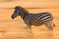 Zèbres de Burchell (Equus burchelli)  au coucher du soleil, région de Linyanti. Botswana. Africa 
 Afrique 
 Botswana 
 Equus burchelli 
 Linyanti 
 Zebra 
 plain 
 zèbre,
sunset,
light,
filé,
motion
 