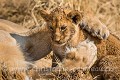 Lionceau en train de jouer avec sa mère (Panthera leo). Delta de l'Okavango. Réserve de Faune de Moremi. Botswana. Africa 
 Afrique 
 Botswana 
 Delta 
 Game Reserve 
 Moremi 
 Moremi Game Reserve 
 Panthera leo 
 Xakanaxa 
 baby 
 cub 
 cute 
 fragile 
 jouer 
 mignon 
 patte 
 paw 
 playing 