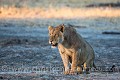Jeune mâle lion (Panthera leo) curieux , l'attention focalisée sur une carcasse d'éléphant visitée par des vautours. Région de Linyanti, nord-ouest Botswana. Africa 
 Afrique 
 Botswana 
 Cat 
 Linyanti 
 Lion 
 Panthera leo 
 félin 
inquisitive 