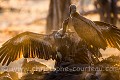 Vautours africains (Gyps africanus) sur la carcasse d'un jeune éléphant tué 2 jours plus tôt par un clan de lions. Linyanti. Nord Ouest du Botswana. Africa 
 Afrique 
 Botswana 
 Gyps 
 Linyanti 
 Vulture 
 Whitebacked 
 africain 
 african 
 africanus 
 carcass 
 feeding 
 vautour 
 Botswana, 
 Linyanti, 