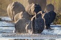 Eléphants en train de charger tout en traversant un bras de rivière. (Loxodonta africana). Région de Linyanti. Nord-ouest Botswana Africa 
 Afrique 
 Botswana 
 Linyanti 
 Loxodonta africana 
 charge 
 elephant 
 éléphant,
charge,
water,
rivier,
eau,
rivière
colère,
angry
 