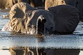 Eléphants en train de charger tout en traversant un bras de rivière. (Loxodonta africana). Région de Linyanti. Nord-ouest Botswana Africa 
 Afrique 
 Botswana 
 Linyanti 
 Loxodonta africana 
 charge 
 elephant 
 éléphant ,
charge,
eau,
water,
rivière,
river
 