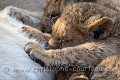 Lionceaux en train de téter leur mère (Panthera leo). Delta de l'Okavango. Réserve de Faune de Moremi. Botswana. Afrique 
 Botswana 
 Game Reserve 
 Lion 
 Moremi 
 Panthera leo 
 Xakanaxa 
 baby 
 bébé 
 cub 
 cut 
 fragile 
 lait 
 lionceau 
 mignon 
 suckling 
 têter 