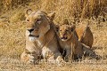 Lionne et lionceau. (Panthera leo). Delta de l'Okavango. Réserve de Faune de Moremi. Botswana. Africa 
 Afrique 
 Botswana 
 Lion 
 Moremi 
 Moremi Game Reserve 
 Panthera leo 
 Xakanaxa 
 baby 
 bébé 
 cute 
 lionceau 
 lionne 
 mère 
 tendresse,
tenderness,
Lioness 