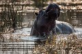 Hippopotame en démonstration territoriale dans une rivière. (Hippopotamus amphibious). Delta de l'Okavango. Réserve de Faune de Moremi. Botswana. Africa 
 Afrique 
 Botswana 
 Hippopotamus amphibious 
 Moremi 
 Moremi Game Reserve 
 hippo 
 hippopotame 
 river 