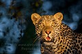 Jeune male Leopard dans un arbre (Panthera pardus). 
Sabi Sand Game Reserve.
Afrique du sud Afrique 
 Afrique Australe 
 Afrique du Sud 
 Afrique du sud 
 Nkorho 
 Sabi Sand 
 South Africa 
Léopard,
Panthera, pardus 