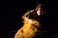 Lion en train de bailler de nuit. Eclairage latéral par puissante lampe torche. (Panthera leo). 
Sabi Sand Nature Reserve.
Afrique du Sud. Félins 
 Lion 
 Mammifères d'Afrique 
 Panthera leo 
 carnivore 
 dark 
 male 
 night 
 nocturne 
 nuit 