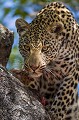 Léopard dans un arbre avec sa proie. (Panthera pardus).
Réserve de Faune de la Sabi Sand.
Afrique du Sud. Félins 
 Game Reserve 
 Leopard 
 Mammifères d'Afrique 
 Nkorho 
 Panthera pardus 
 Sabi Sand 
 South Africa 
 carnivore 
 cat 
 félin 
 léopard 