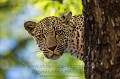 Léopard dans un arbre. (Panthera pardus).
Réserve de Faune de la Sabi Sand.
Afrique du Sud. Félins 
 Game Reserve 
 Leopard 
 Mammifères d'Afrique 
 Nkorho 
 Panthera pardus 
 Sabi Sand 
 South Africa 
 carnivore 
 cat 
 félin 
 léopard 