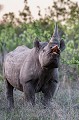 Rhinocéros noir mâle, en comportement de Flehmen : prise d'odeurs d'une femelle en chaleur qui est dans les alentours. (Diceros dicornis).
Réserve de Faune de Sabi Sand.
Afrique du Sud.
 Black Rhinoceros 
 Diceros bicornis 
 Rhinoceros noir 
Sabi Sand,
Afrique,
Africa,
Flehmen,
 