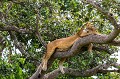 Lionne adulte en train de dormir  (Panthera leo) dans un arbre (ficus). Population  de lions qui ont leurs habitudes dans les arbres, comportement particulièrement rare chez le lion, seules 3 populations de lions sont connues pour ce comportement régulier. 
Parc National de la Reine Elisabeth. Ouganda.
 Afrique 
 Ouganda 
 Uganda 
 africa 
lion
Panthera
leo
félin
cat,
arbre,
tree,
Ishasha
 