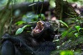 Chimpanzé (Pan troglodytes schweinfurthi) dans la forêt de Kibale (Réserve Nationale). Ouganda.
 Afrique 
 Kibale 
 Ouganda 
 Pan troglodytes schweinfurthi 
 Uganda 
 africa 
chimpanzee,
chimpanzé
ape
great ape,
singe,
 