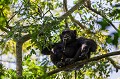 Chimpanzé (Pan troglodytes schweinfurthi) dans la forêt de Kibale (Réserve Nationale). Ouganda.
Mâle adulte en train de recracher le jus de figues qu'il mange pour ne garder que la pulpe. 
 Afrique 
 Kibale 
 Ouganda 
 Pan troglodytes schweinfurthi 
 Uganda 
 africa 
fruit
manger,
eating,
jus,
nutrition,
nutritive,
juice,
fig,
chimpanzé
chimpanzee,
great ape
grand singe
singe
ape
 