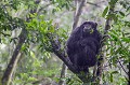 Chimpanzé sous une pluie équatoriale battante (Pan troglodytes schweinfurthi) dans la forêt de Kibale (Réserve Nationale). Saison des pluies (ocotbre). Ouganda.
 Afrique 
 Kibale 
 Ouganda 
 Pan troglodytes schweinfurthi 
 Uganda 
 africa ,
chimpanzee,
chimpanzé,
pluie,
rain,
season
saison
ape,
singe
 