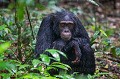 Chimpanzé sous une pluie équatoriale battante (Pan troglodytes schweinfurthi) dans la forêt de Kibale (Réserve Nationale). Saison des pluies (ocotbre). Ouganda.

 Afrique 
 Kibale 
 Ouganda 
 Pan troglodytes schweinfurthi 
 Uganda 
 africa,
chimpanzee,
chimpanzé,
ape,
singe,
pluie,
rain,
portrait,
triste,
season,
sol,
ground,
forest,
Kibale,
forêt,
réserve
 