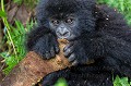 Jeune gorille de montagne en train de manger une écorce. (Gorilla gorilla beringei). Groupe Umubano. Parc National des Volcans. Rwanda. 

 Afrique 
 Amahoro 
 Gorilla 
 Gorilla gorilla beringei 
 Rwanda 
 africa 
 bark 
 eyes 
 feeding 
 grabbing 
 hands 
 jeune 
 looking 
 mains 
 manger 
 montagne 
 regard 
 tenir 
 yeux 
 young 
 écorce 