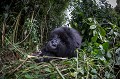 Jeune Gorille de montagne. (Gorilla gorilla beringei). pris en photo au très grand angle : objectif oeil de poisson 15 mm (Fish-Eye).
Groupe Amahoro. Rwanda. Volcanoes National Park. Octobre. Afrique 
 Amahoro 
 Gorilla gorilla beringei 
 Gorilles 
 Rwanda 
 africa 
Fish-Eye
oeil de poisson,
grand angle, 
Ape,
singe,
primate 