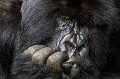 Gorille de montagne. Male Dominant Dos Argenté Ubumwe. (Gorilla gorilla beringei). Groupe Amahoro. Rwanda. Volcanoes National Park. Octobre. Afrique 
 Amahoro 
 Gorilles 
 Rwanda 
 Ubumwe 
 africa 
 dos argenté 
 male 
 silver back 