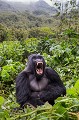 Gorille de montagne. Male Non Dominant N° 2, Dos Argenté Gihishamwotsi. (Gorilla gorilla beringei). Groupe Sabyinyo. Rwanda. Volcanoes National Park. Octobre. Afrique 
 Gihishamwotsi 
 Gorilla gorilla beringei 
 Gorilles 
 Rwanda 
 Sabyinyo 
 Volcanoes National Park 
 africa 
 silverback,
bailler,
dent,
Yawning,
teeth
jaw,
gueule,
 