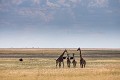 Girafes et autruches dans la chaleur dans les plaines herbeuses du parc national de  Nxai Pan, Botswana. Africa 
 Afrique 
 Botswana 
 Kalahari 
 National 
 Nxai 
 Pan 
 Park 
 autruche 
 girafe 
 giraffe 
 grass 
 herbeuse 
 march 
 ostrich 
 parc 
 plain 
 plaine 
 sky 